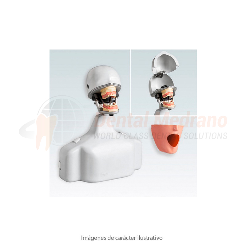 Frasaco Cabeza+Torso PK-2 TSE completa