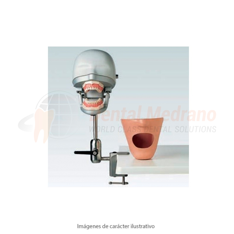 Frasaco Cabeza completa P6/3PT con soporte