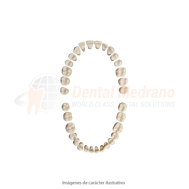 Diente Frasaco AG3Z juego x32 sup+inf c/destornill