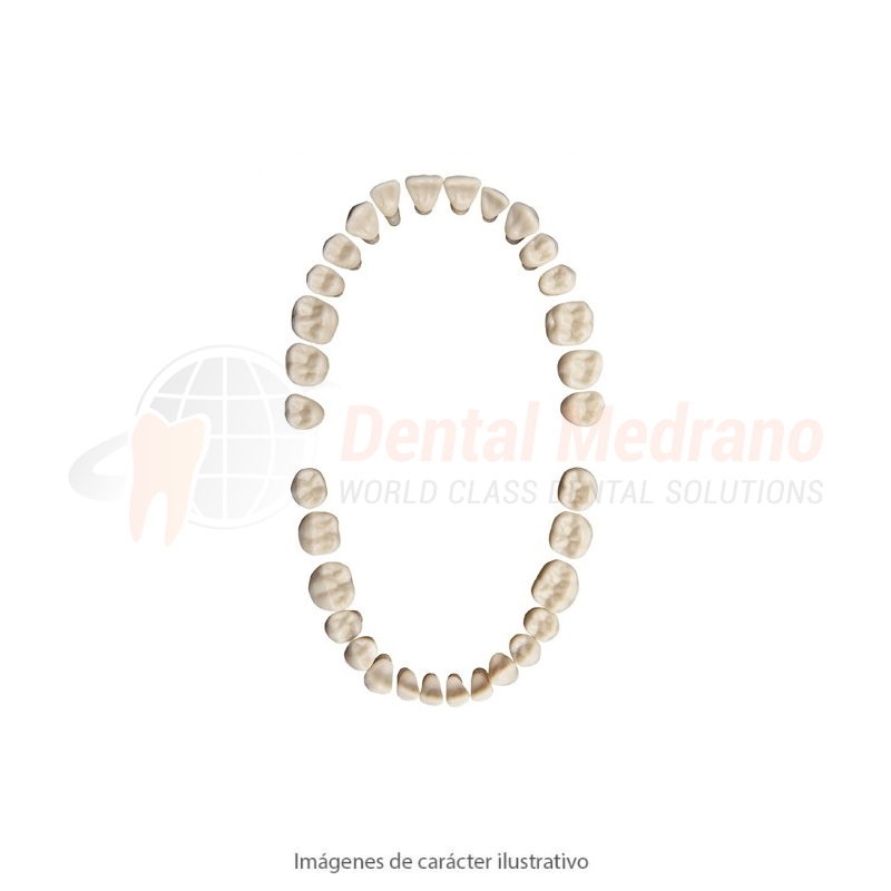 Diente Frasaco AG-3ZE 21 central sup izquierdo