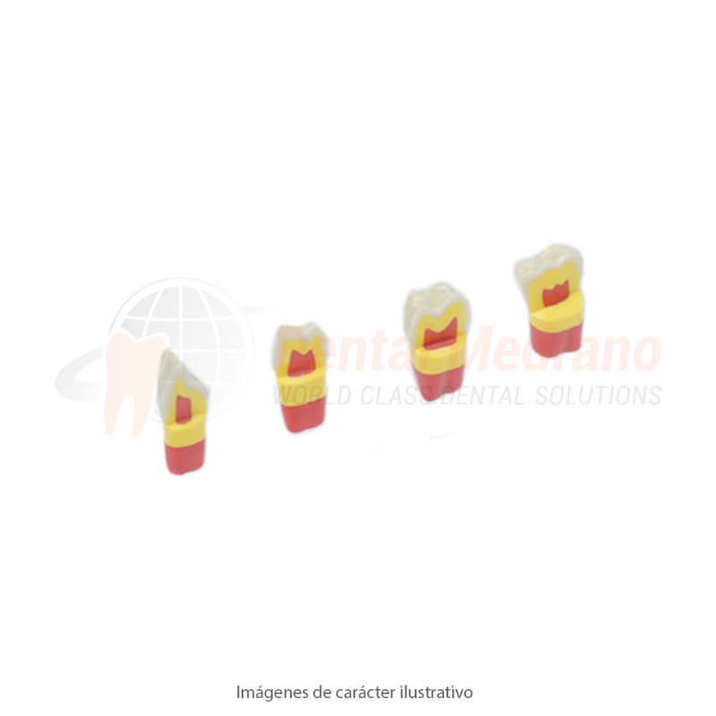 Diente Frasaco AG-3ZSDP-21 estratificado